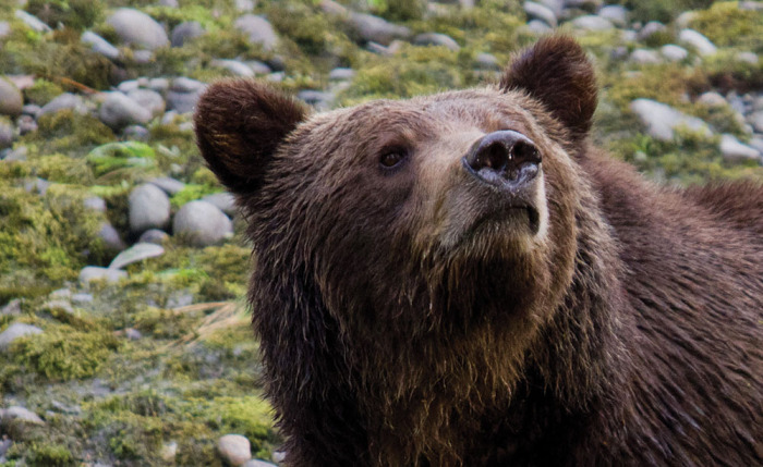 BEHOLD THE BEARS OF BUTE