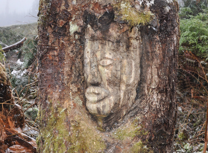 A tree that speaks the history of Klahoose Nation