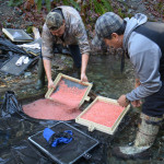 Eggs-were-transplanted-back-into-the-channel-by-Roger-Elliott-of-Stz'uminus-(left)-and-Kenny-Thomas-of-Penelakut_small