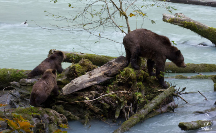 Want wildlife? Head to Bute