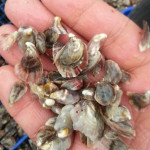 Oyster seeds