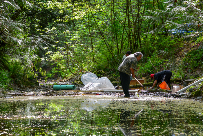 Salmon Starve In Low, Warm Waters