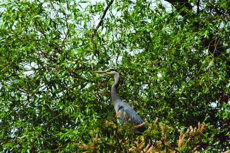 Herons+Eagles=Community