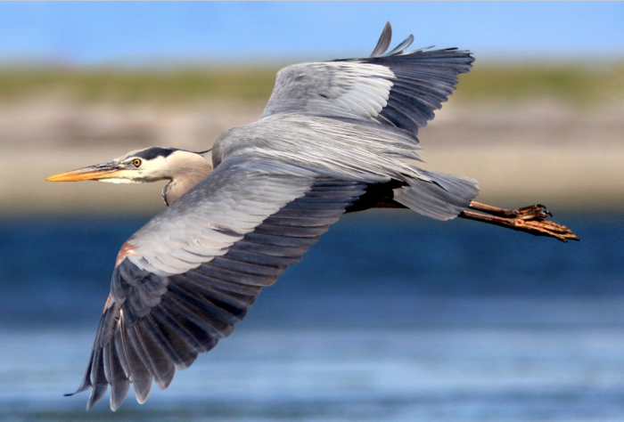 Tsawwassen Species at Risk