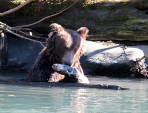 Grizzly bears at Toba Inlet in Klahoose Territory. Photo © Gerry Henkel