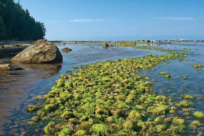 Clam gardens were seaside farms