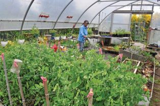 woman working in greenhouse