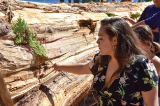 young woman blessing cedar log