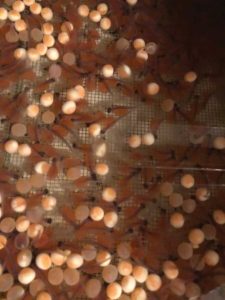 Halalt fish hatchery eggs