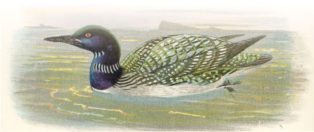 watercolour of a loon