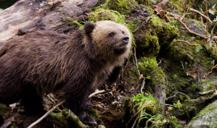 Bear tours connect Homalco members to territory