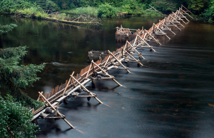 Nation revitalizes traditional fish weir to manage salmon