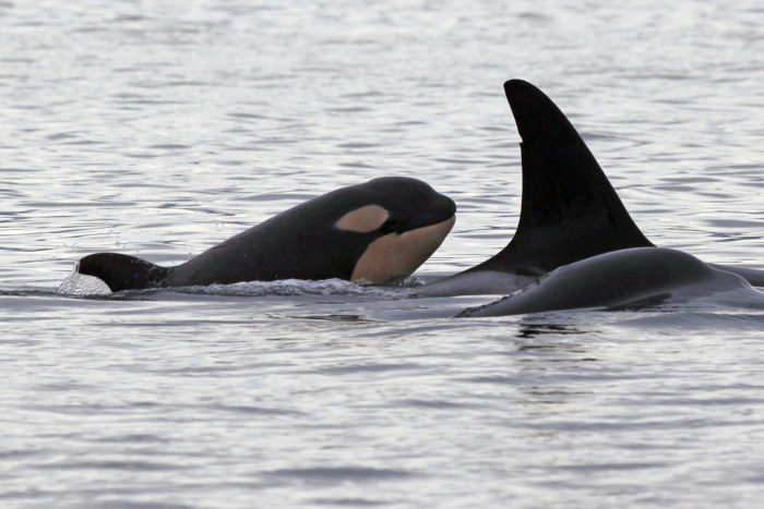 New calf born to endangered orca population