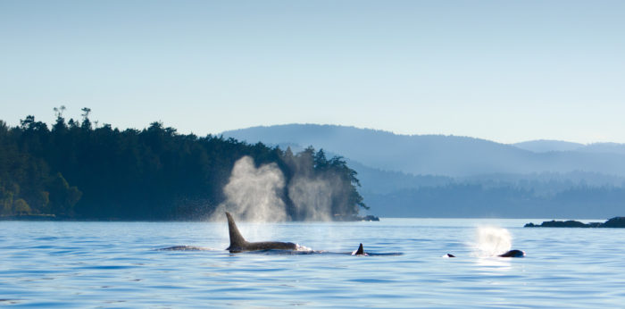 Stz’uminus elders describe orcas as ‘family’ at NEB hearings