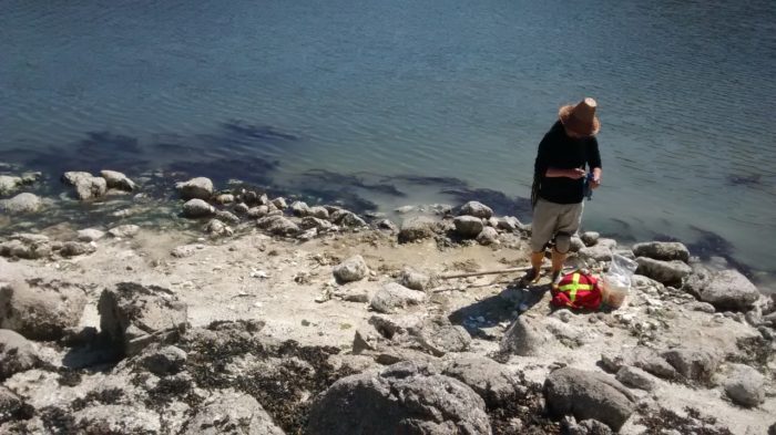 Indigenous clam gardens 2,000 years older than previously thought: study