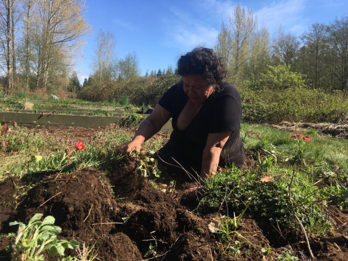 UBC Indigenous-led garden brings connection amid uncertainty